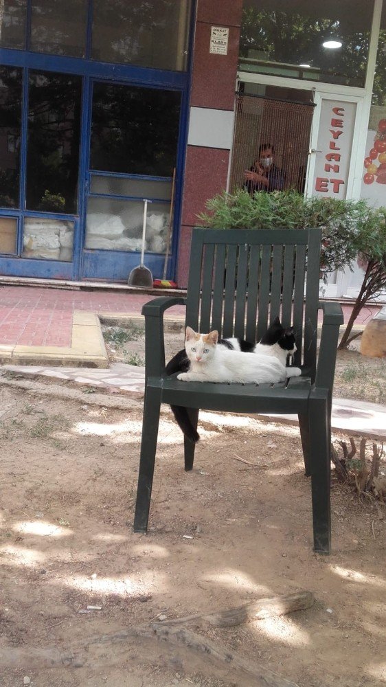 Konya'da bir apartmanda gizemli olay! Kedileri kim öldürdü?