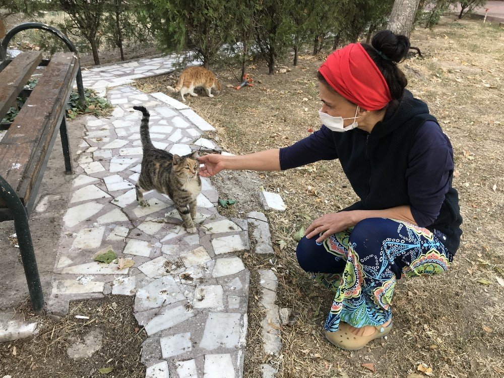 Konya'da bir apartmanda gizemli olay! Kedileri kim öldürdü?