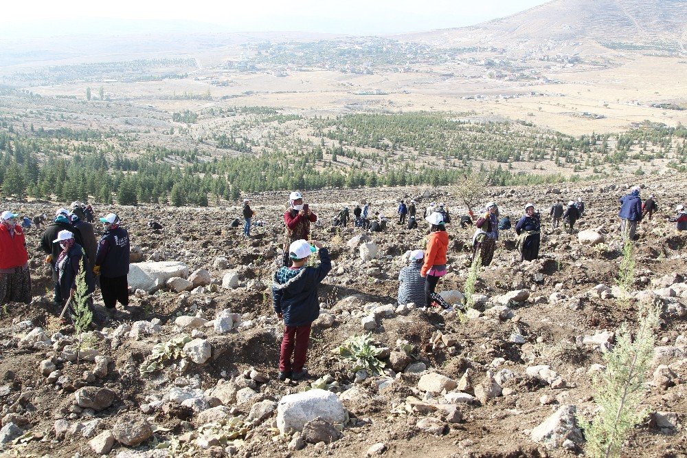 Konya Ağaçlandırma Günü'nde rekor kırdı
