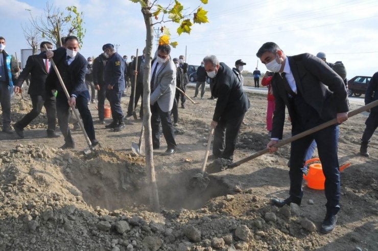 Akşehir Belediyesinden 200 ağaç fidanı