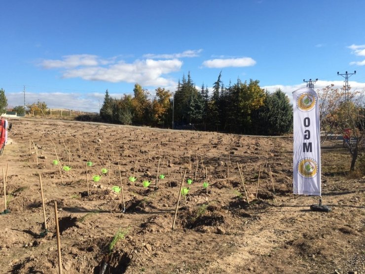 Kızılcahamam’da 35 bin fidan toprakla buluştu