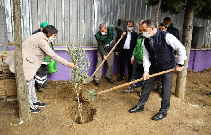 Beyoğlu’ndan tüm İstanbul’a yayılan ‘Zeytin Ağacı Dikme’ kampanyası