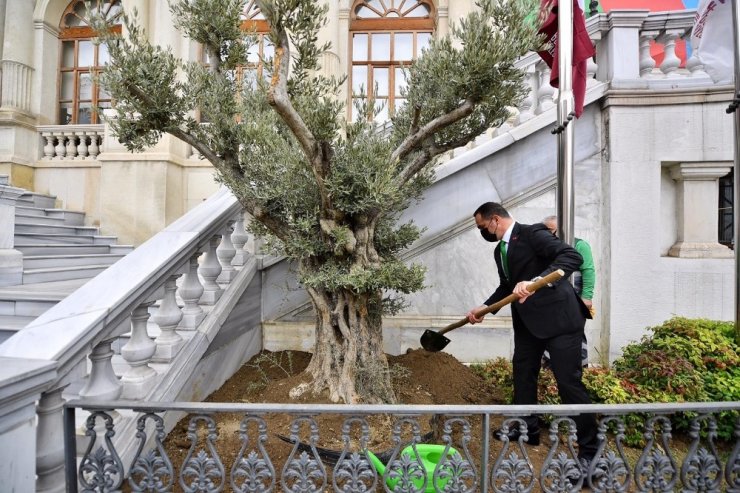 Beyoğlu’ndan tüm İstanbul’a yayılan ‘Zeytin Ağacı Dikme’ kampanyası