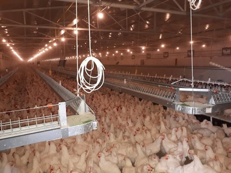 Bilecik’te atların ruam testleri yapılarak, mikroçipleri takılmaya devam ediliyor