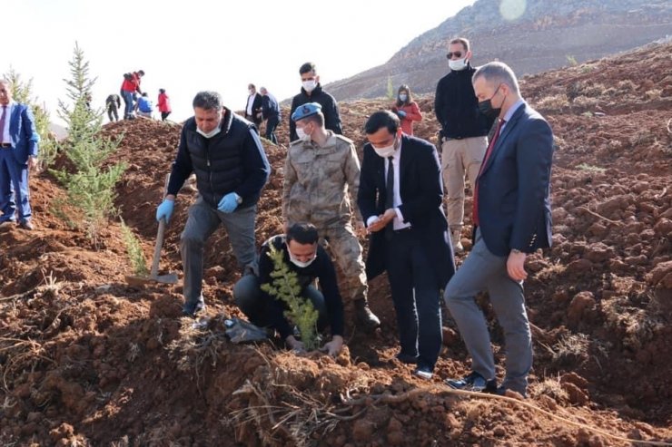 Hizan’da fidan dikimi