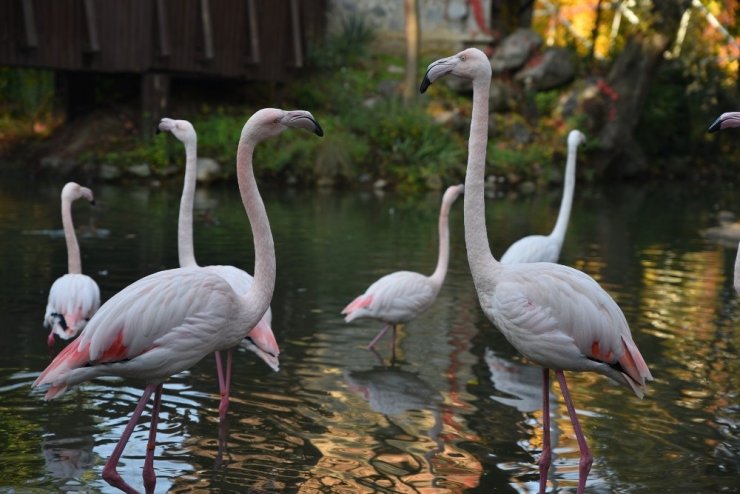 Bursa Hayvanat Bahçesi 22 yaşında