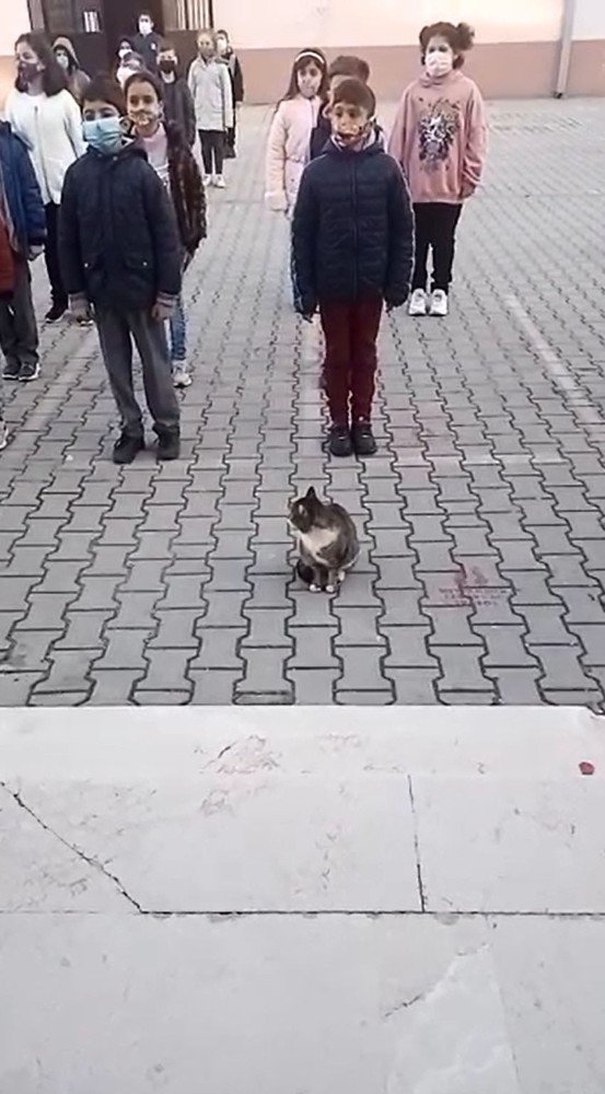 Sevimli kedi İstiklal Marşı okunurken böyle bekledi