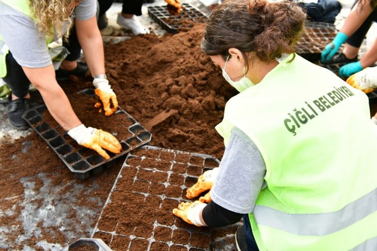Çiğli Belediyesi kendi çiçeğini üretiyor