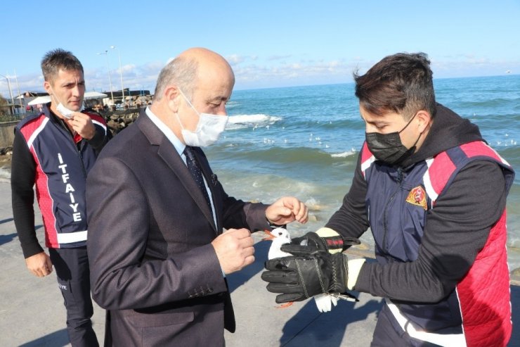 Yaralı martıya ilk müdahale başkan yardımcısından