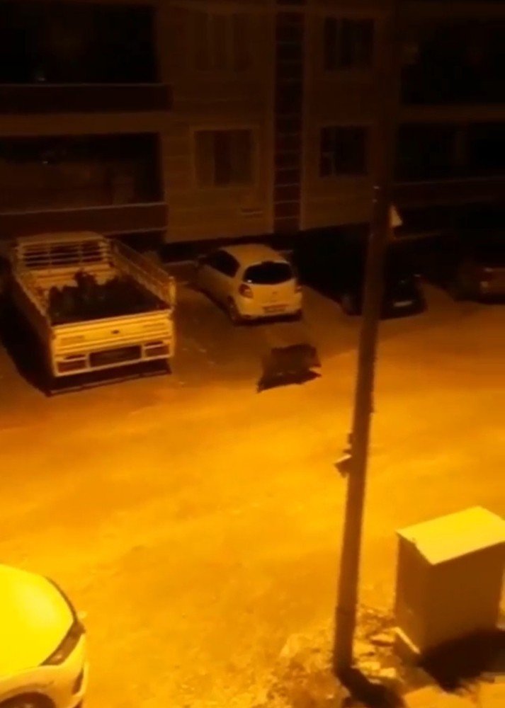 Aç kalan domuz şehir merkezine indi