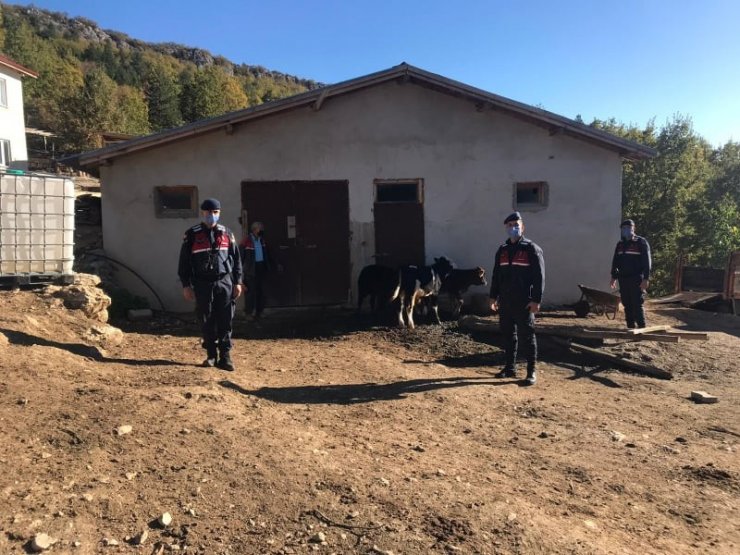 Kayıp koyunları jandarma drone ile buldu