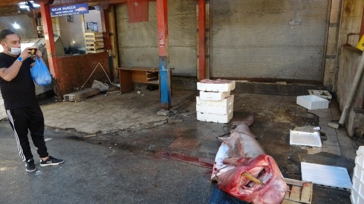 Bu balığı gören dönüp bir daha baktı, fotoğraf çekmeden gidemedi