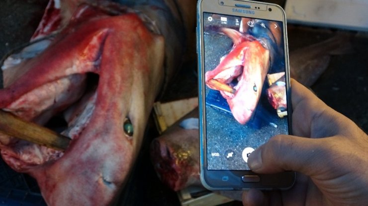 Bu balığı gören dönüp bir daha baktı, fotoğraf çekmeden gidemedi