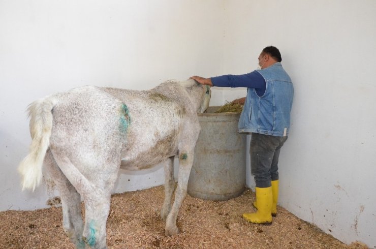 Mersin’de dere kenarında ölüme terk edilen atlar hayata tutundu