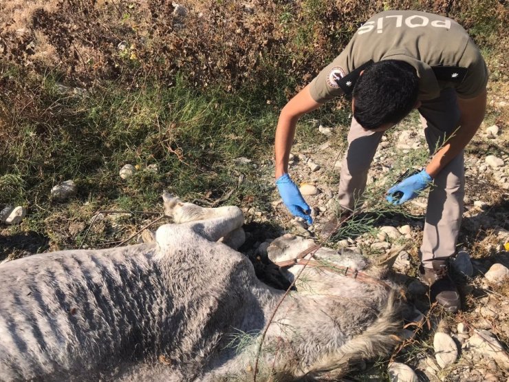 Mersin’de dere kenarında ölüme terk edilen atlar hayata tutundu