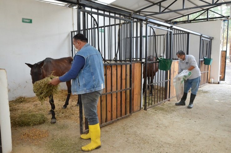 Mersin’de dere kenarında ölüme terk edilen atlar hayata tutundu