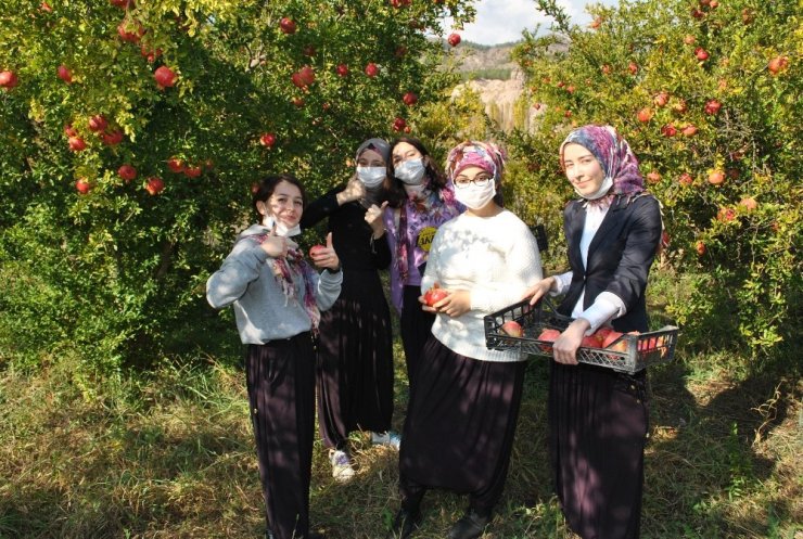 İstanbullu gençler Sarıcakaya da nar hasadı yaptı