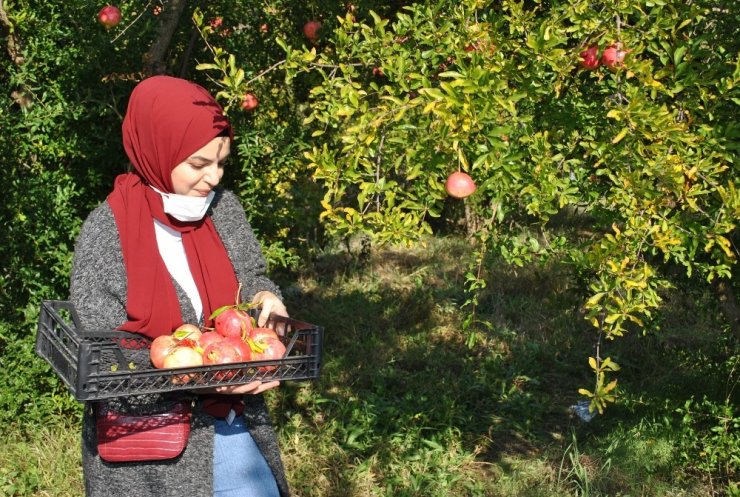 İstanbullu gençler Sarıcakaya da nar hasadı yaptı