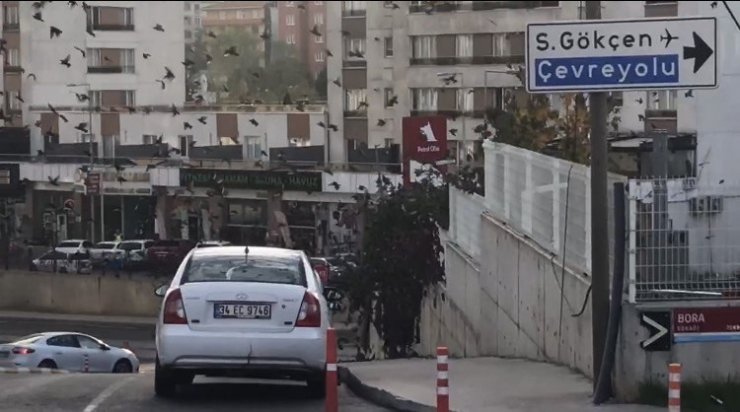 Sığırcıkların gökyüzünde görsel şöleni görenleri hayran bıraktı