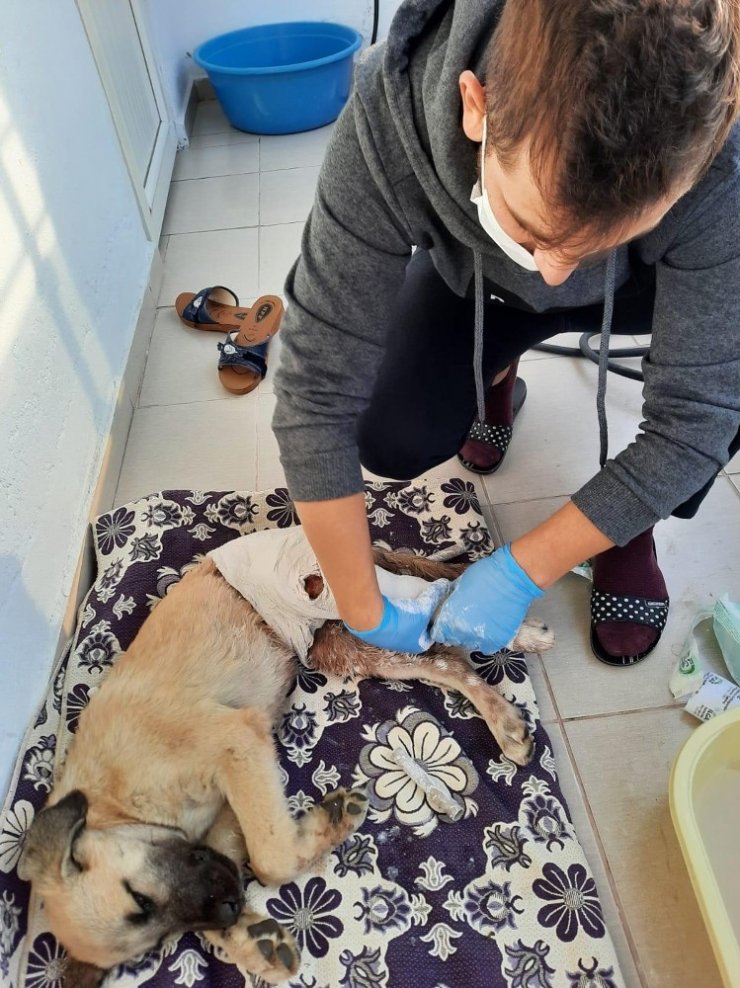 Sağlık çalışanları, kazada yaralanan köpeğe müdahale edip hayata tutunmasını sağladı