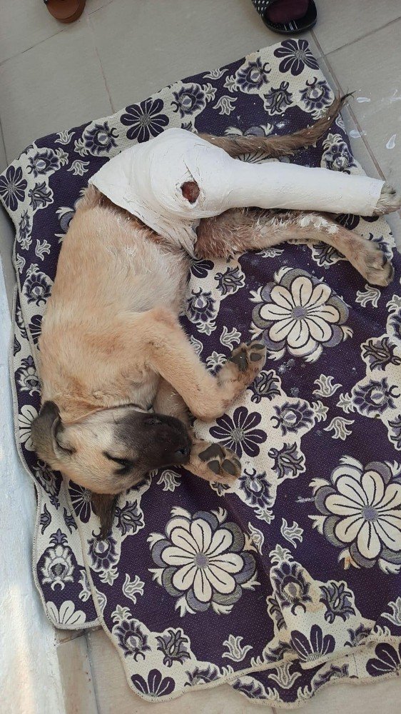 Sağlık çalışanları, kazada yaralanan köpeğe müdahale edip hayata tutunmasını sağladı