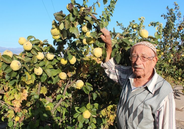 ’Ayva bolluğu kışın sert geçeceğine işaret’