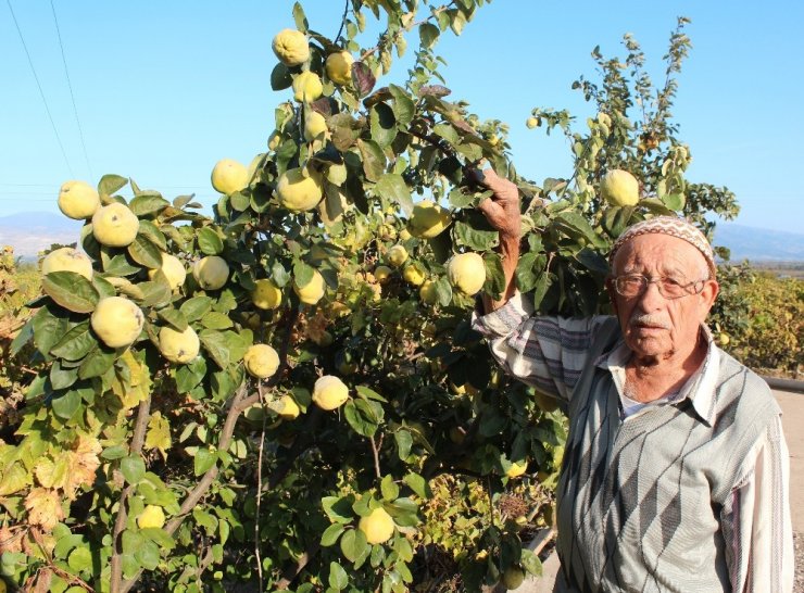 ’Ayva bolluğu kışın sert geçeceğine işaret’