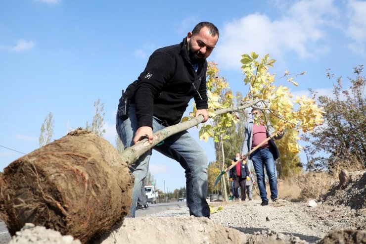 Başkan Yalçın: “Bugüne kadar 70 bin ağaç diktik”