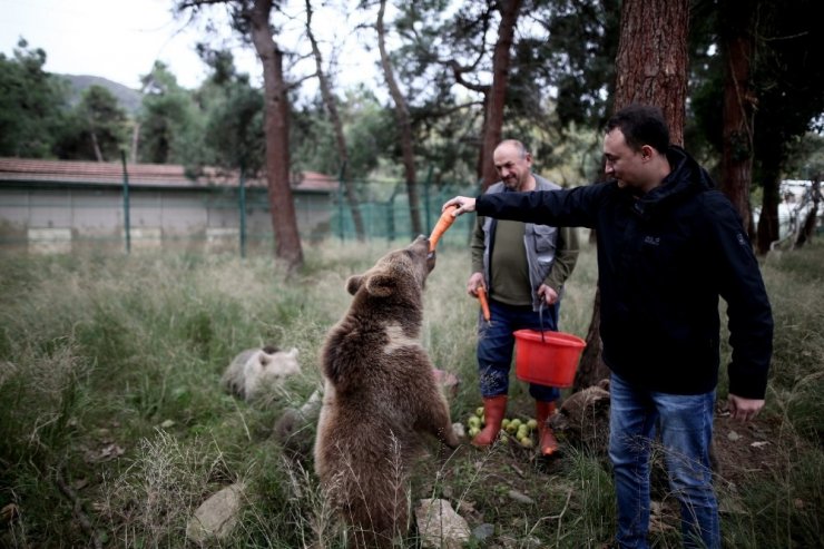 Türkiye’nin tek ayı barınağına 5 yeni yavru getirildi