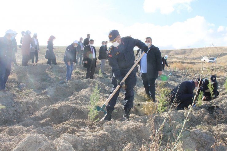 Çankırı’da 73 bin fidan toprakla buluşturuldu