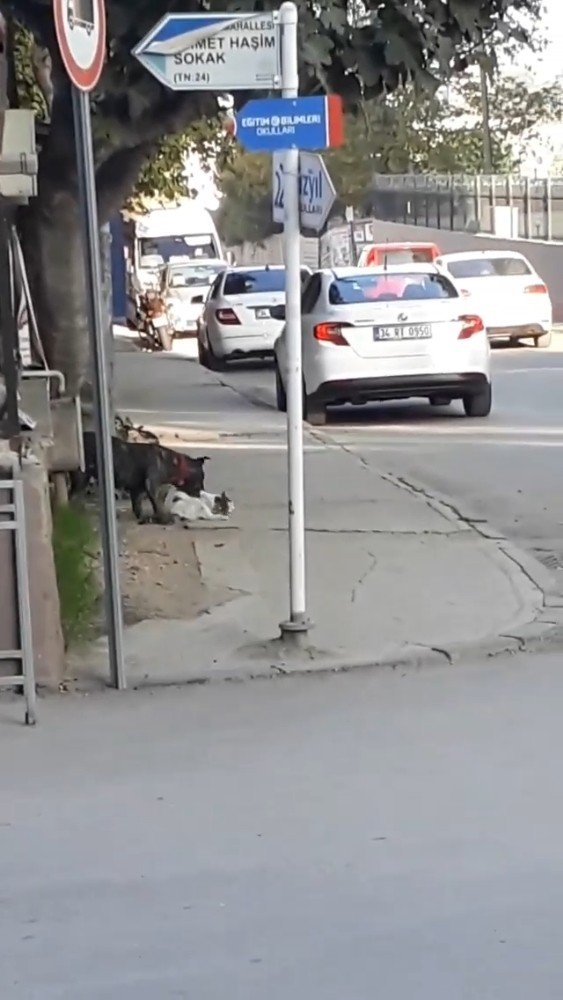 Bursa’da pitbull dehşet saçtı
