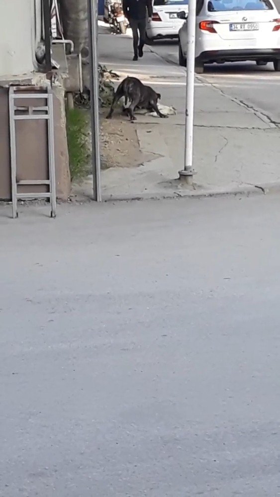 Bursa’da pitbull dehşet saçtı