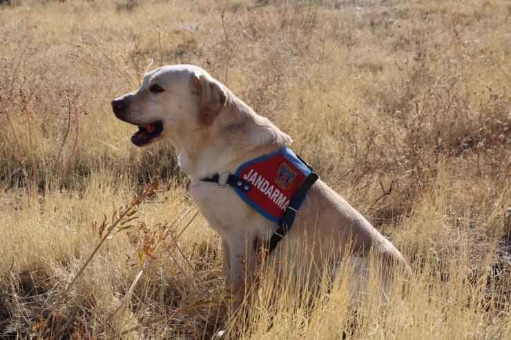 Elazığ’da 83 yaşındaki kayıp kadını iz takip köpeği "Dost" buldu