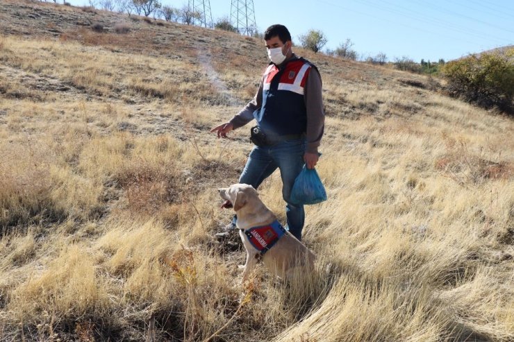 Elazığ’da 83 yaşındaki kayıp kadını iz takip köpeği "Dost" buldu