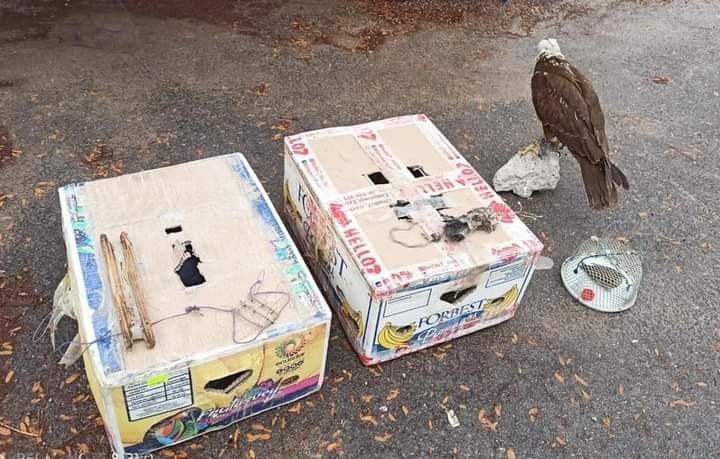 Konya’da canlı mührelerle avlanan 9 avcıya 41 bin 780 lira ceza