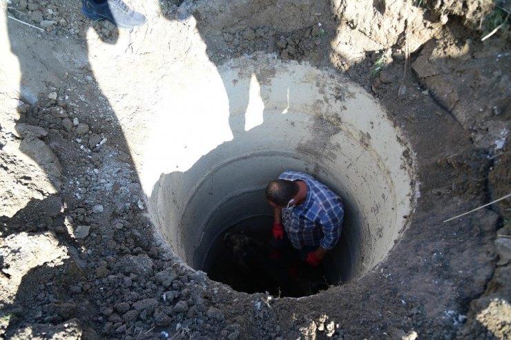 Foseptik çukuruna düşen eşek kurtarıldı