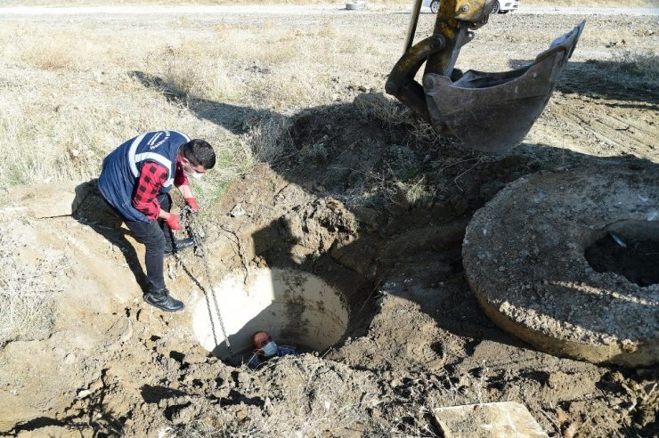 Foseptik çukuruna düşen eşek kurtarıldı