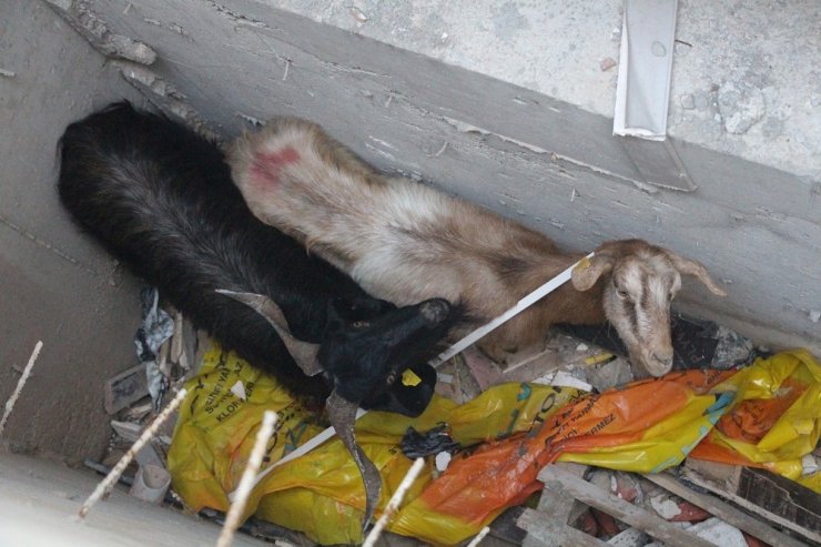 Drenaj kanalına düşen 2 keçiyi itfaiye ekipleri kurtardı