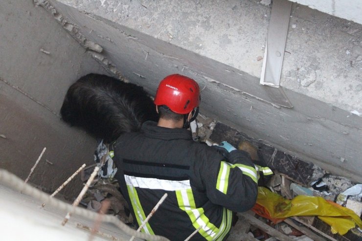 Drenaj kanalına düşen 2 keçiyi itfaiye ekipleri kurtardı