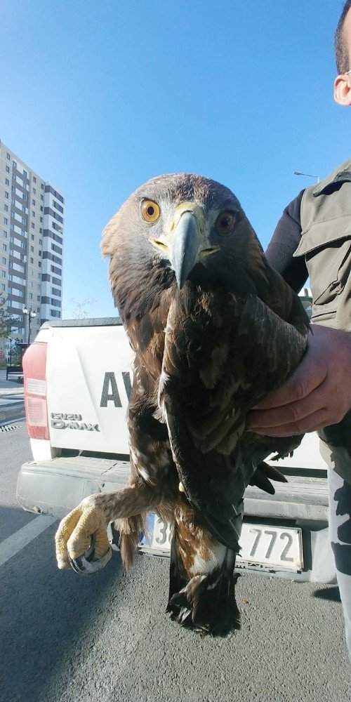 Yaralı kartal ve kızıl şahin tedavi altına alındı