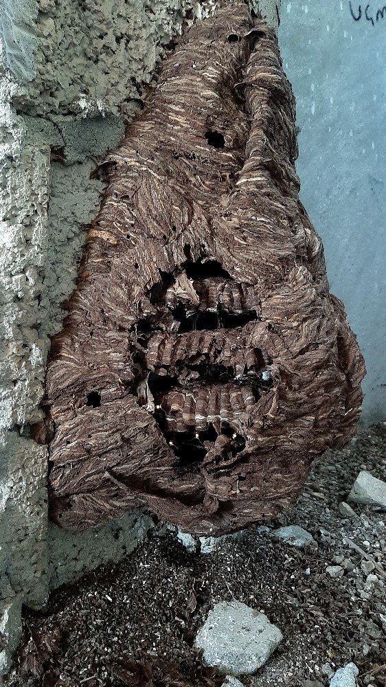 Eşek arıları dev yuva yaptı