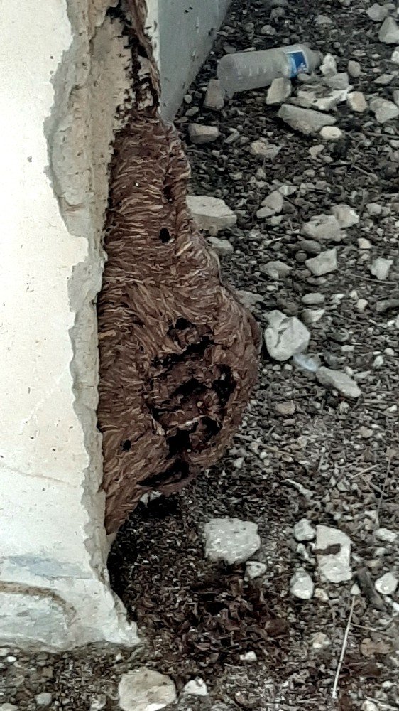 Eşek arıları dev yuva yaptı