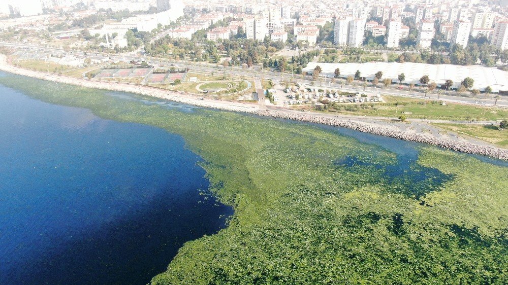'Deniz marulu' İzmir sahillerini istila etti