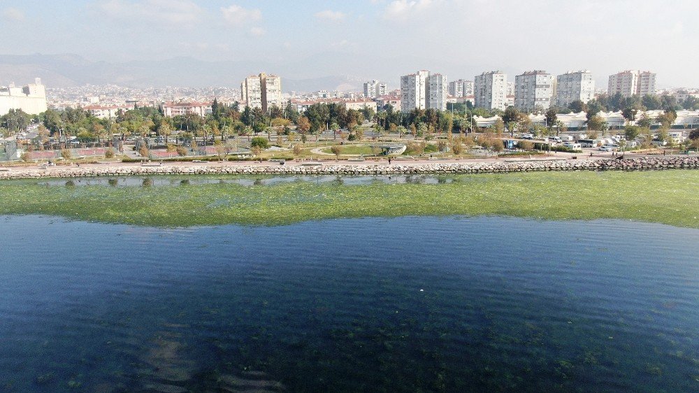 'Deniz marulu' İzmir sahillerini istila etti