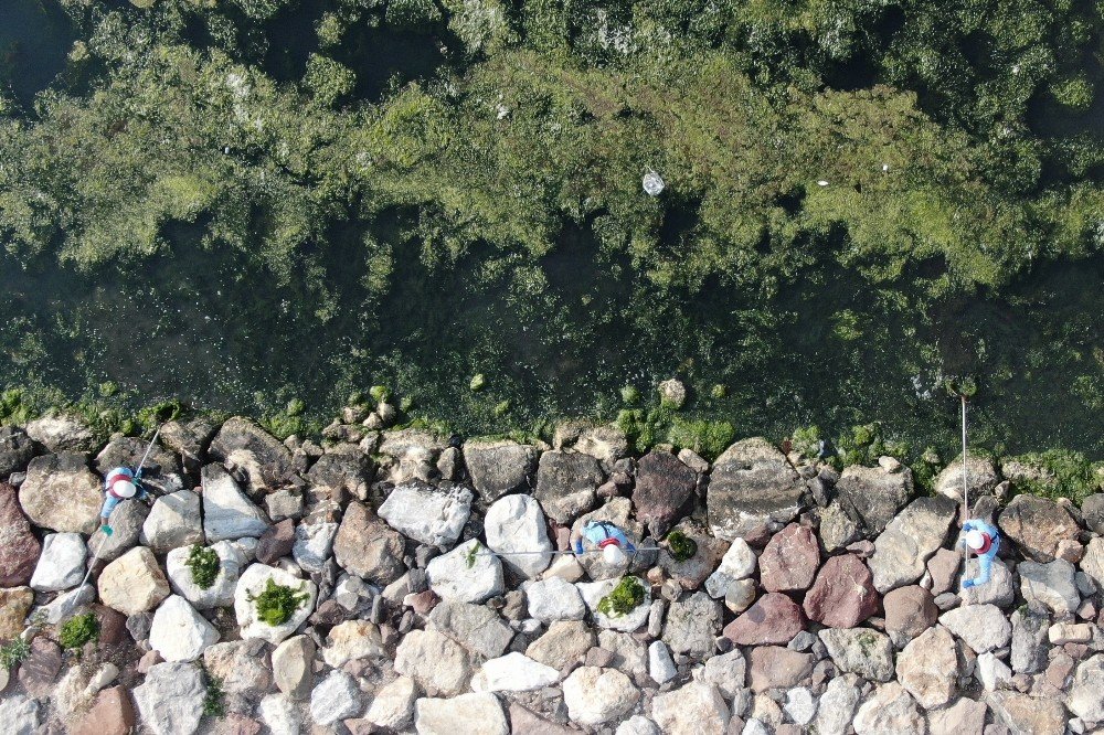 'Deniz marulu' İzmir sahillerini istila etti