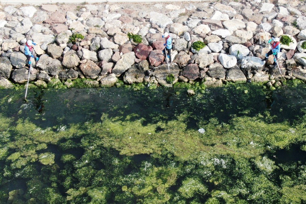 'Deniz marulu' İzmir sahillerini istila etti