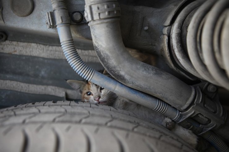 Kaputa giren yavru kediler itfaiye ekiplerince kurtarıldı