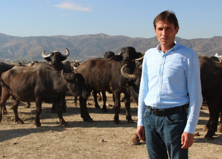 Bu köyde kişi başına iki manda düşüyor