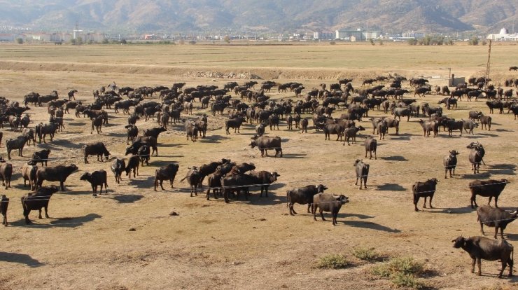 Bu köyde kişi başına iki manda düşüyor