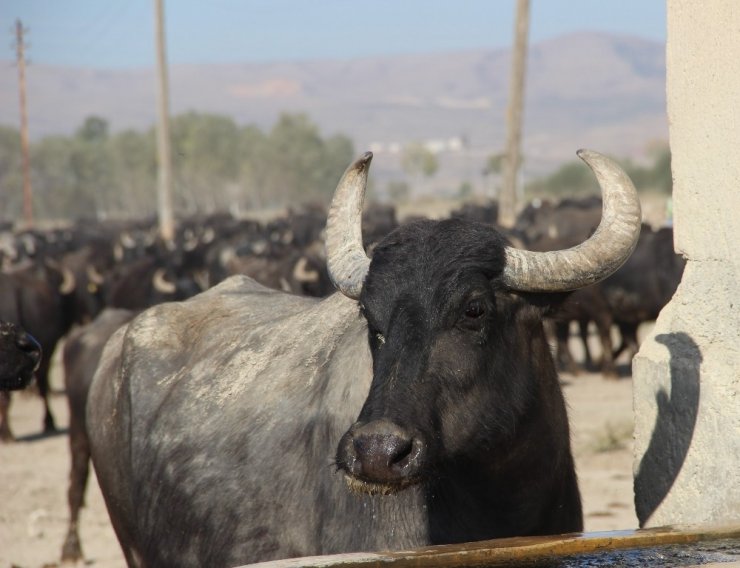 Bu köyde kişi başına iki manda düşüyor